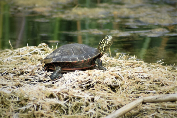 Wisconsinites can’t keep wild frogs, turtles as pets under new rule